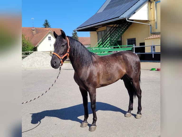 PRE Mix Gelding 4 years 15.1 hh Black in Karlshuld