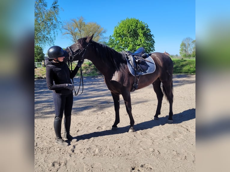 PRE Mix Gelding 4 years 15.1 hh Black in Karlshuld