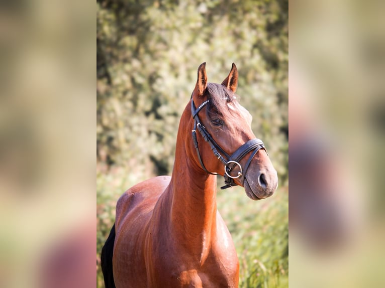 PRE Mix Gelding 4 years 15,1 hh Brown in Lisserbroek