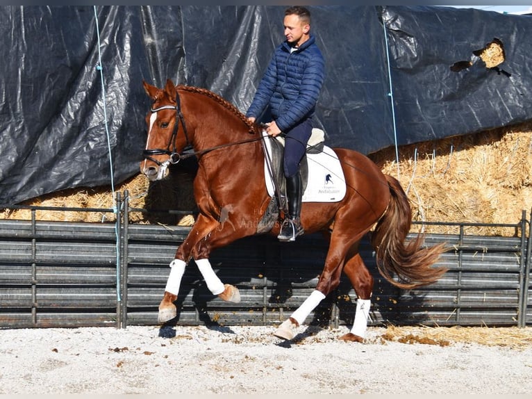 PRE Gelding 4 years 15,1 hh Chestnut-Red in Miralvalles