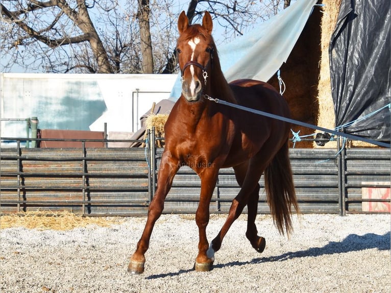 PRE Gelding 4 years 15,1 hh Chestnut-Red in Miralvalles