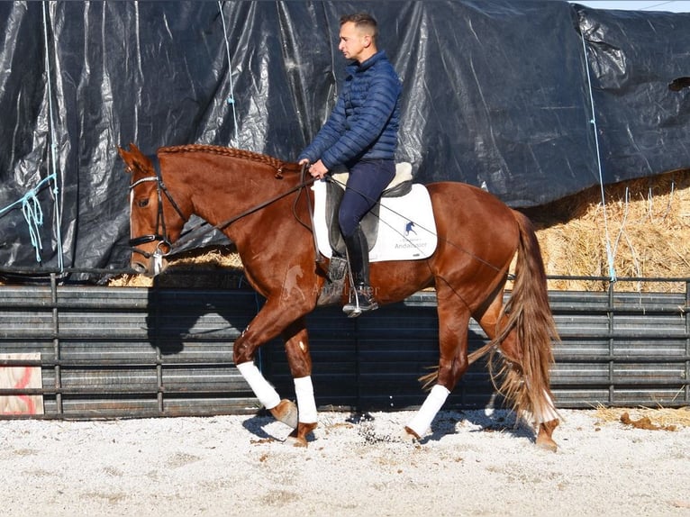 PRE Gelding 4 years 15,1 hh Chestnut-Red in Miralvalles