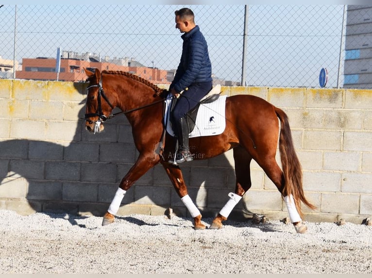 PRE Gelding 4 years 15,1 hh Chestnut-Red in Miralvalles