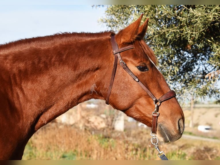 PRE Gelding 4 years 15,1 hh Chestnut-Red in Miralvalles