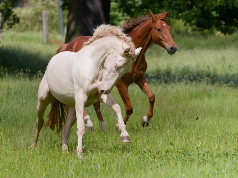 PRE Mix Gelding 4 years 15,1 hh Cremello in Altkirchen