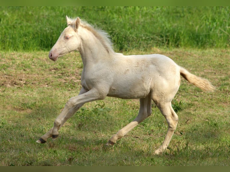 PRE Mix Gelding 4 years 15,1 hh Cremello in Altkirchen