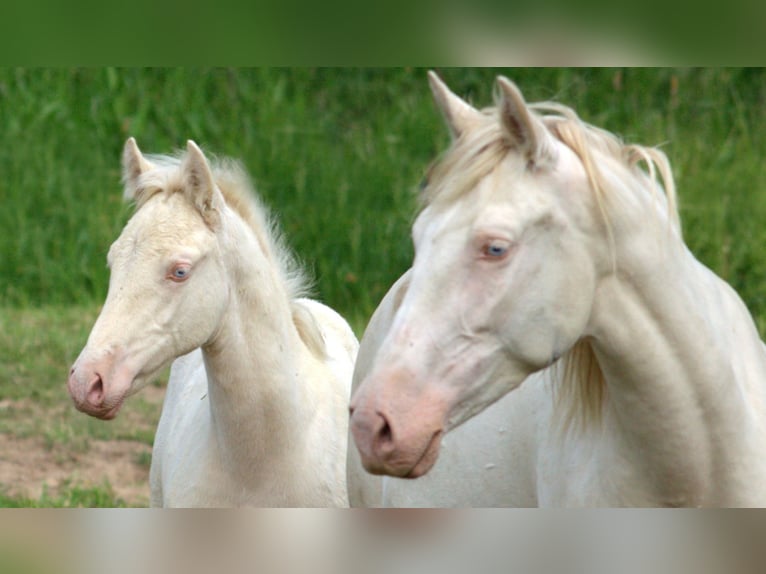 PRE Mix Gelding 4 years 15,1 hh Cremello in Altkirchen