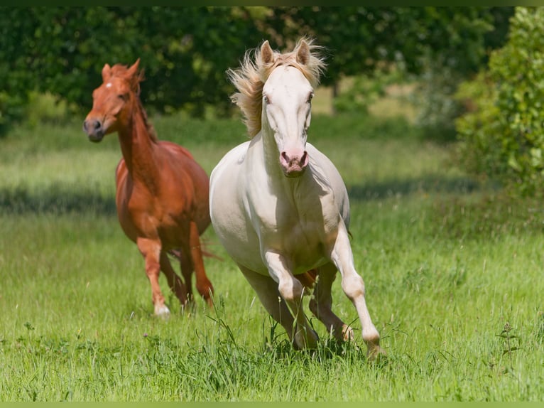 PRE Mix Gelding 4 years 15,1 hh Cremello in Altkirchen