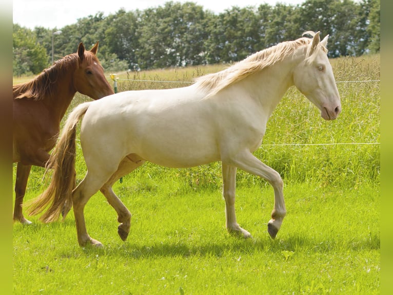 PRE Mix Gelding 4 years 15,1 hh Cremello in Altkirchen