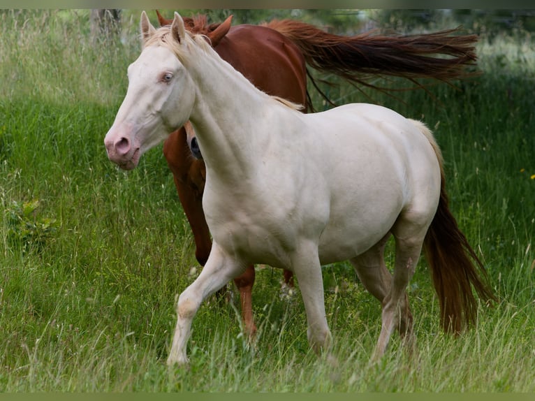 PRE Mix Gelding 4 years 15,1 hh Cremello in Altkirchen