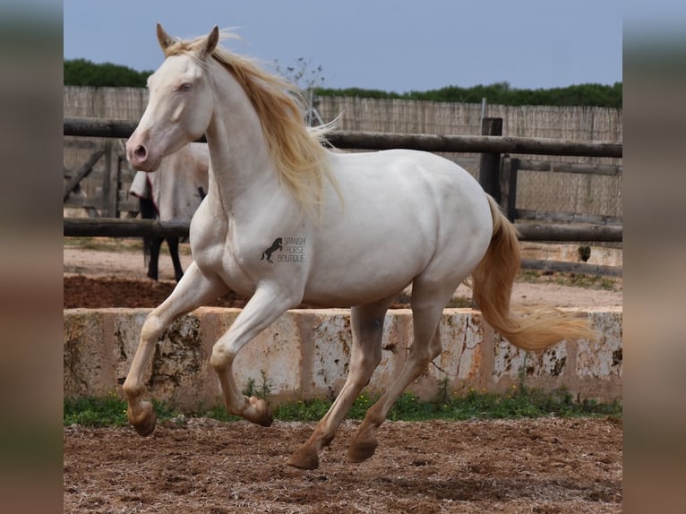 PRE Gelding 4 years 15,1 hh Cremello in Mallorca