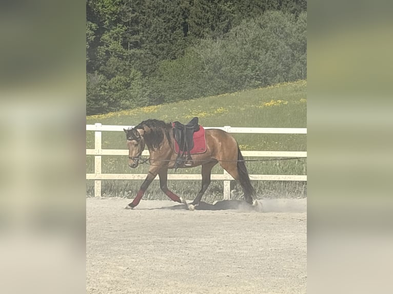 PRE Mix Gelding 4 years 15.1 hh Dun in Niederstaufen