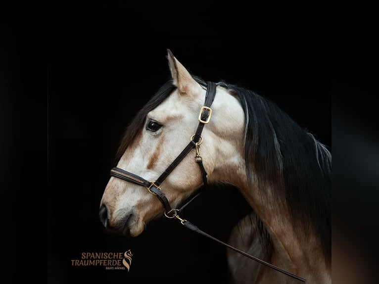 PRE Gelding 4 years 15,1 hh Dun in Traventhal