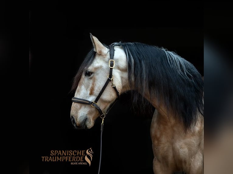 PRE Gelding 4 years 15,1 hh Dun in Traventhal