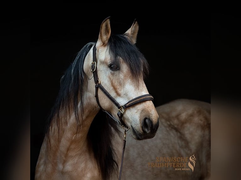 PRE Gelding 4 years 15,1 hh Dun in Traventhal