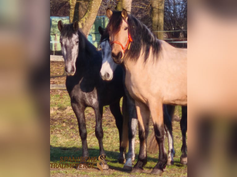 PRE Mix Gelding 4 years 15.1 hh Dun in Traventhal