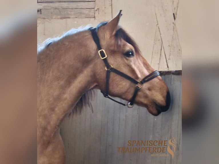 PRE Mix Gelding 4 years 15.1 hh Dun in Traventhal