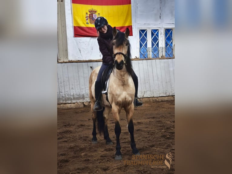 PRE Mix Gelding 4 years 15.1 hh Dun in Traventhal