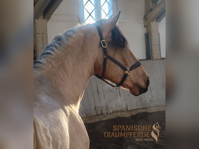 PRE Mix Gelding 4 years 15.1 hh Dun in Traventhal