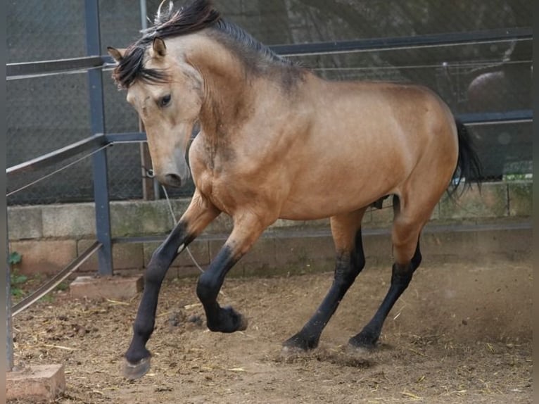 PRE Mix Gelding 4 years 15.1 hh Dun in Valencia