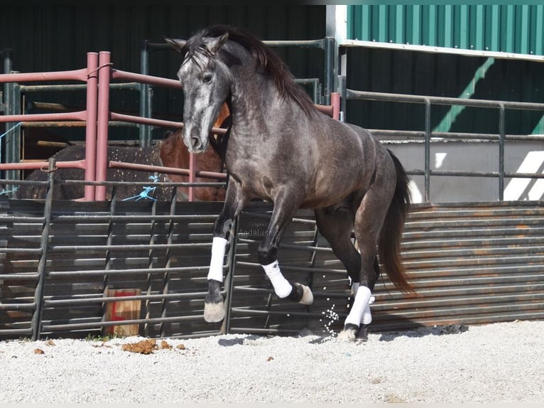 PRE Gelding 4 years 15,1 hh Gray in Provinz Granada