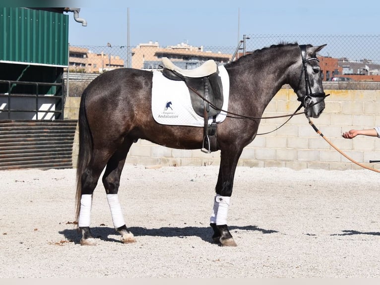 PRE Gelding 4 years 15,1 hh Gray in Provinz Granada