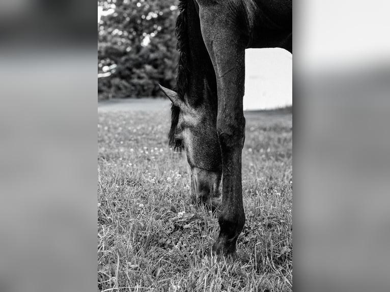 PRE Mix Gelding 4 years 15.1 hh Grey in Mamer