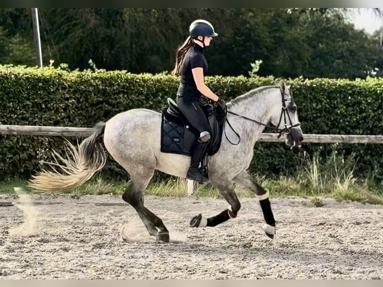 PRE Mix Gelding 4 years 15.1 hh Grey in Neustadt (Wied)