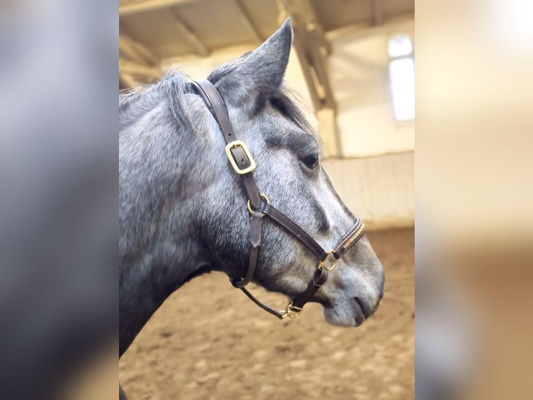 PRE Mix Gelding 4 years 15,1 hh Grey in Traventhal