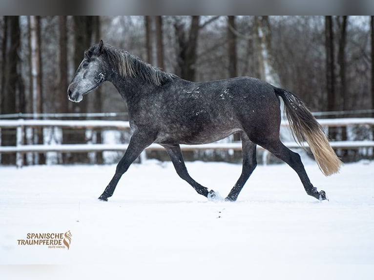 PRE Mix Gelding 4 years 15,1 hh Grey in Traventhal