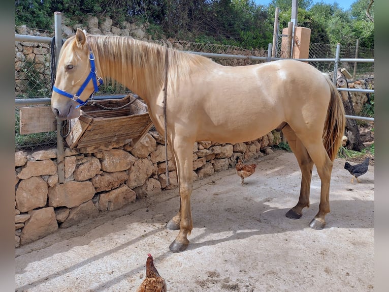 PRE Gelding 4 years 15.1 hh Pearl in Weißenhorn