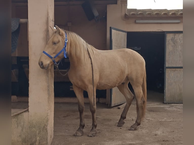 PRE Gelding 4 years 15.1 hh Pearl in Weißenhorn