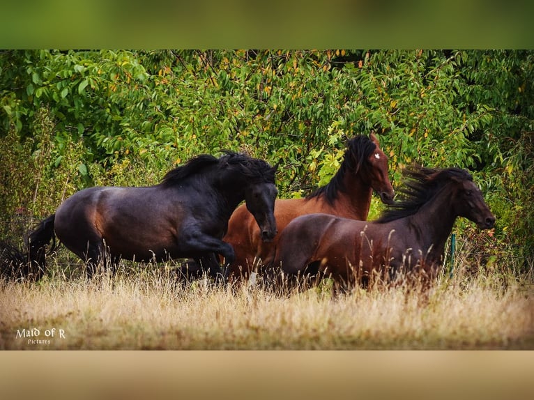 PRE Gelding 4 years 15,2 hh Bay-Dark in Ruppichteroth