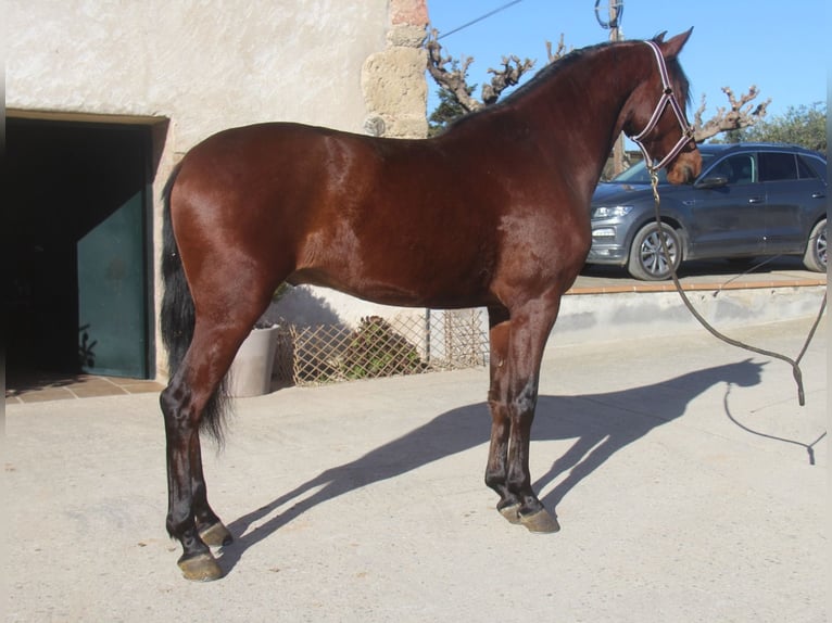 PRE Mix Gelding 4 years 15,2 hh Bay in Hamburg