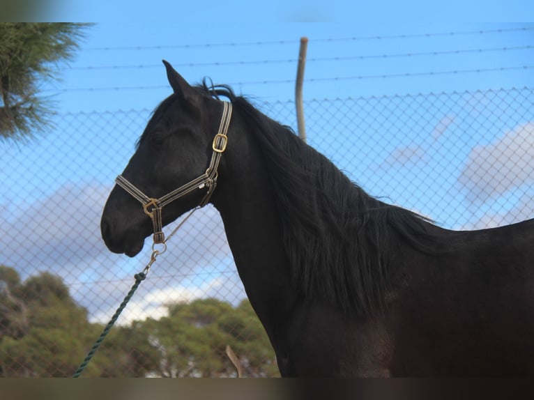 PRE Mix Gelding 4 years 15,2 hh Black in Hamburg