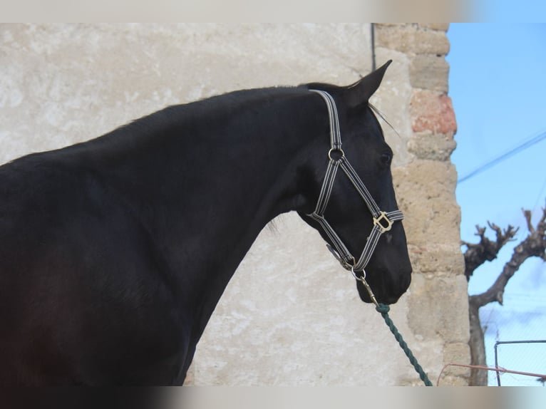 PRE Mix Gelding 4 years 15,2 hh Black in Hamburg