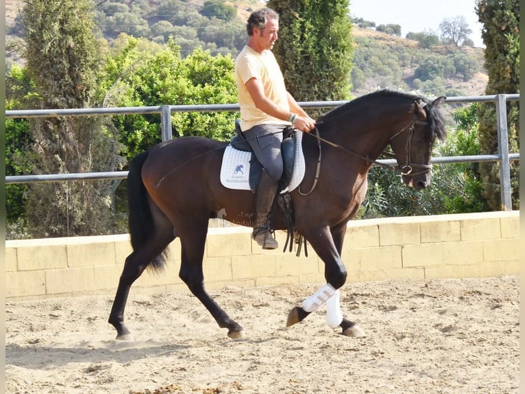 PRE Gelding 4 years 15,2 hh Black in Provinz Malaga