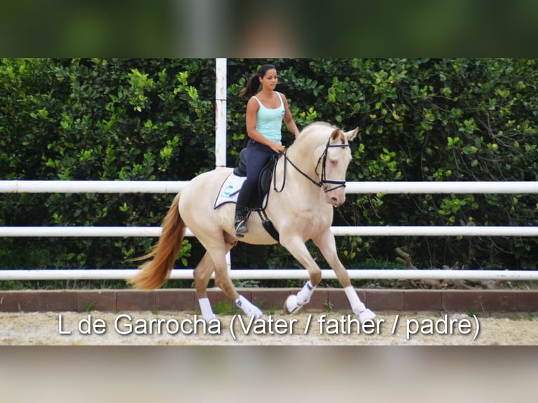 PRE Gelding 4 years 15,2 hh Black in Provinz Malaga