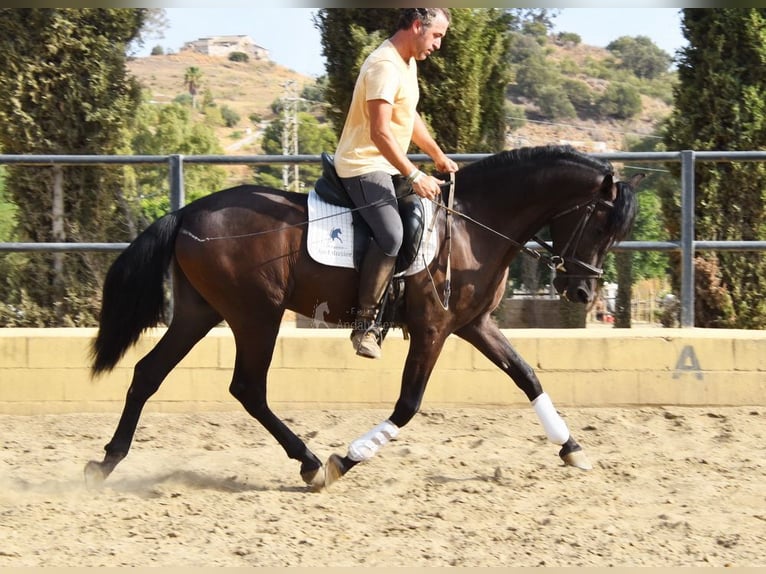 PRE Gelding 4 years 15,2 hh Black in Provinz Malaga