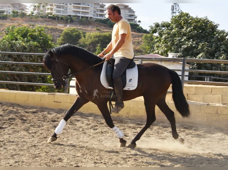 PRE Gelding 4 years 15,2 hh Black in Provinz Malaga