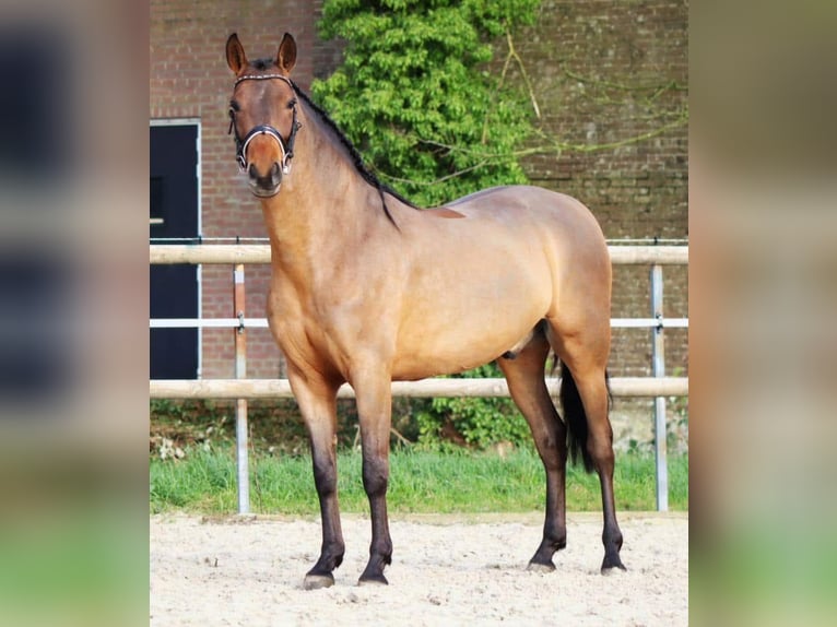 PRE Mix Gelding 4 years 15,2 hh Brown in Sm