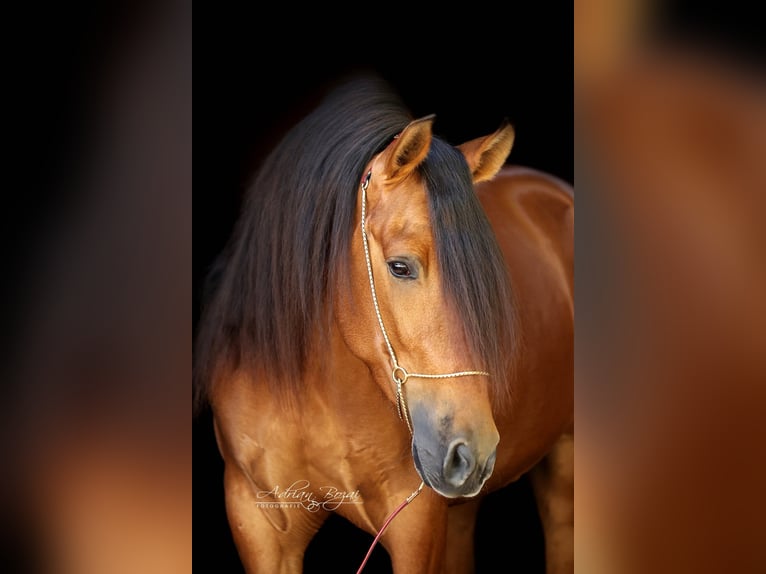 PRE Mix Gelding 4 years 15.2 hh Brown in Niederstaufen