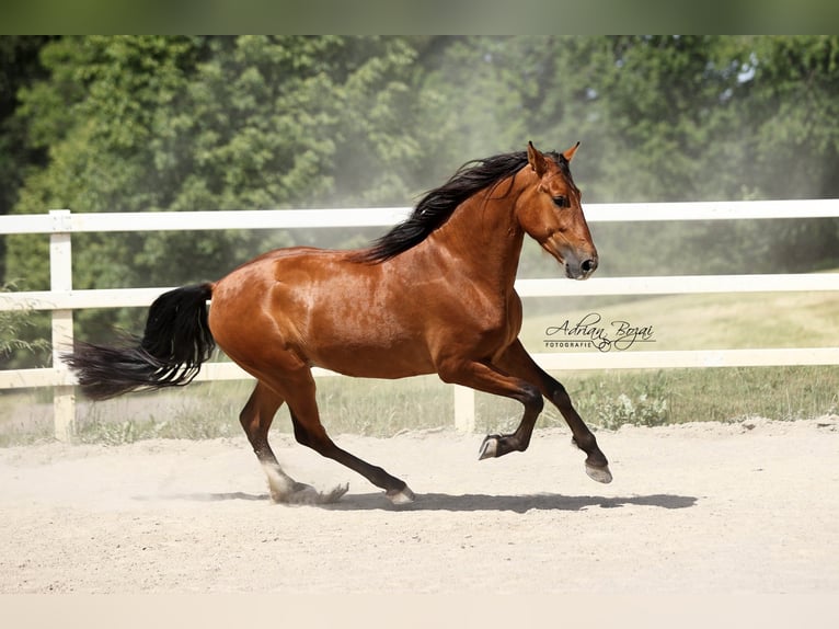 PRE Gelding 4 years 15.2 hh Brown in Niederstaufen