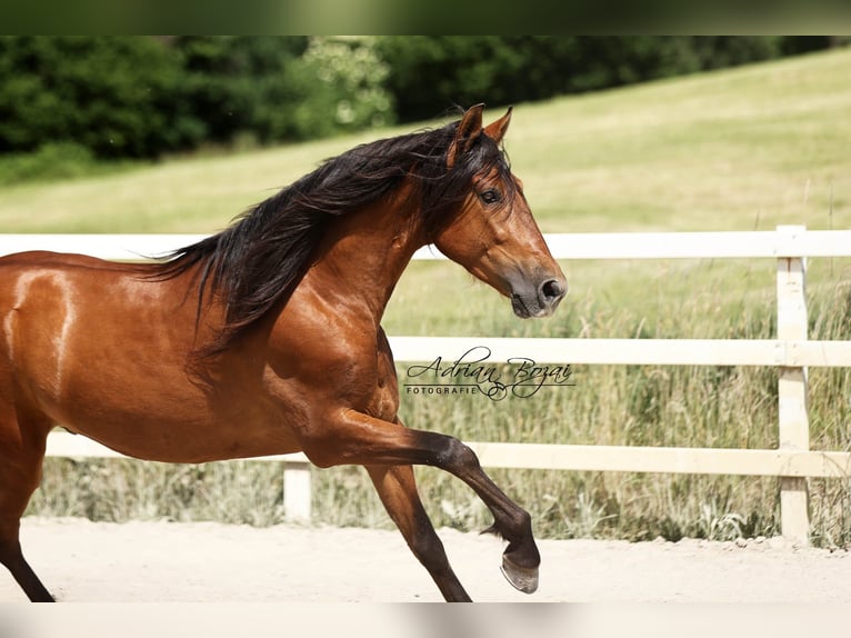 PRE Gelding 4 years 15.2 hh Brown in Niederstaufen
