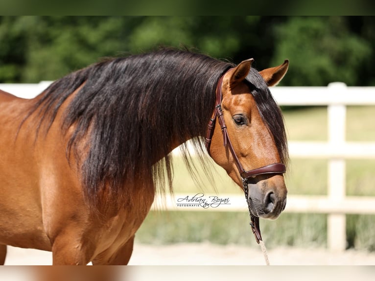 PRE Gelding 4 years 15.2 hh Brown in Niederstaufen