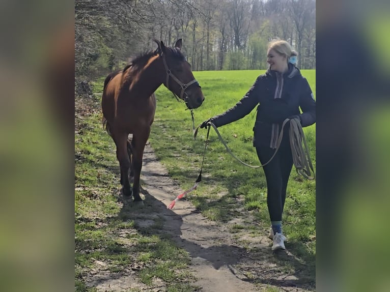PRE Gelding 4 years 15.2 hh Brown in Dortmund