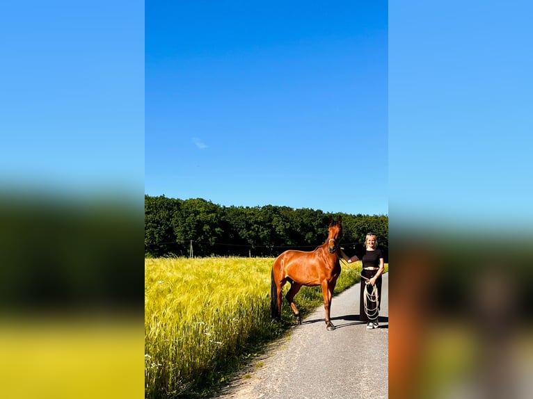 PRE Gelding 4 years 15.2 hh Brown in Dortmund