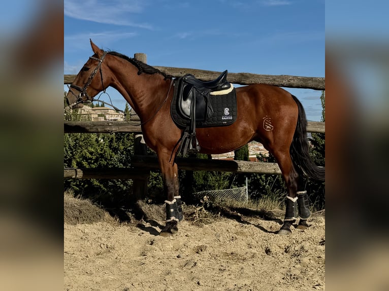 PRE Mix Gelding 4 years 15.2 hh Brown in Otano