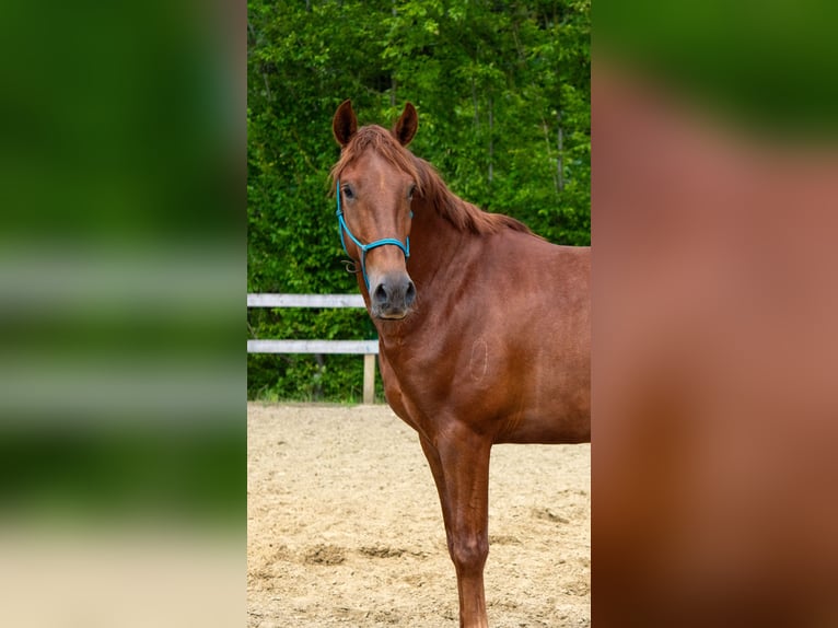 PRE Mix Gelding 4 years 15.2 hh Chestnut-Red in 9112