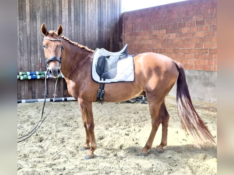 PRE Gelding 4 years 15.2 hh Chestnut-Red in Lokeren